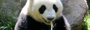Panda 4.0 Algoritm update