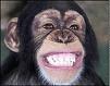 Internet Marketing Monkey Let us do the monkeying around for you!