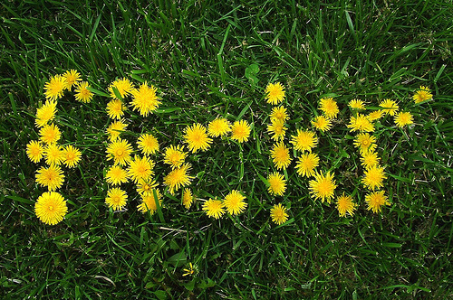 setting up a flickr account