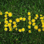 Setting up a Flickr account