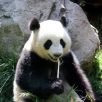 Panda 4.0 Algoritm update